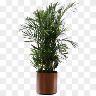 Detail Png Plant Images Nomer 18