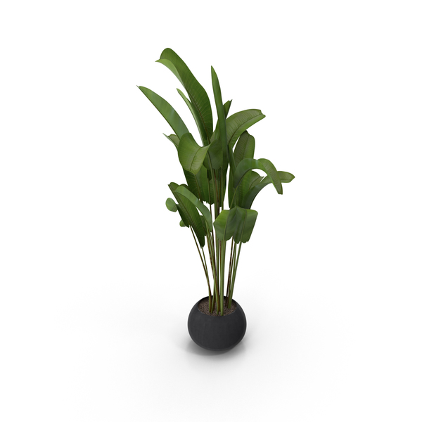 Detail Png Plant Images Nomer 19