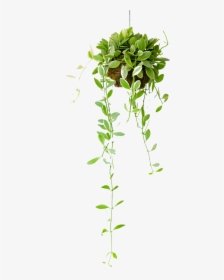 Detail Png Plant Images Nomer 37