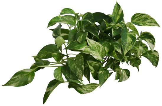 Detail Png Plant Images Nomer 5