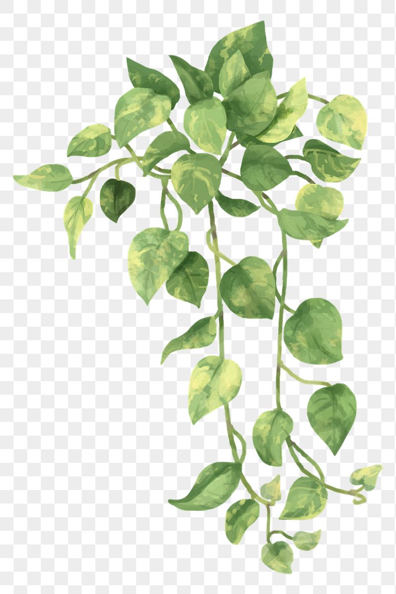 Detail Png Plant Images Nomer 42