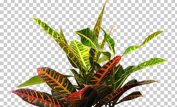 Detail Png Plants For Photoshop Nomer 42