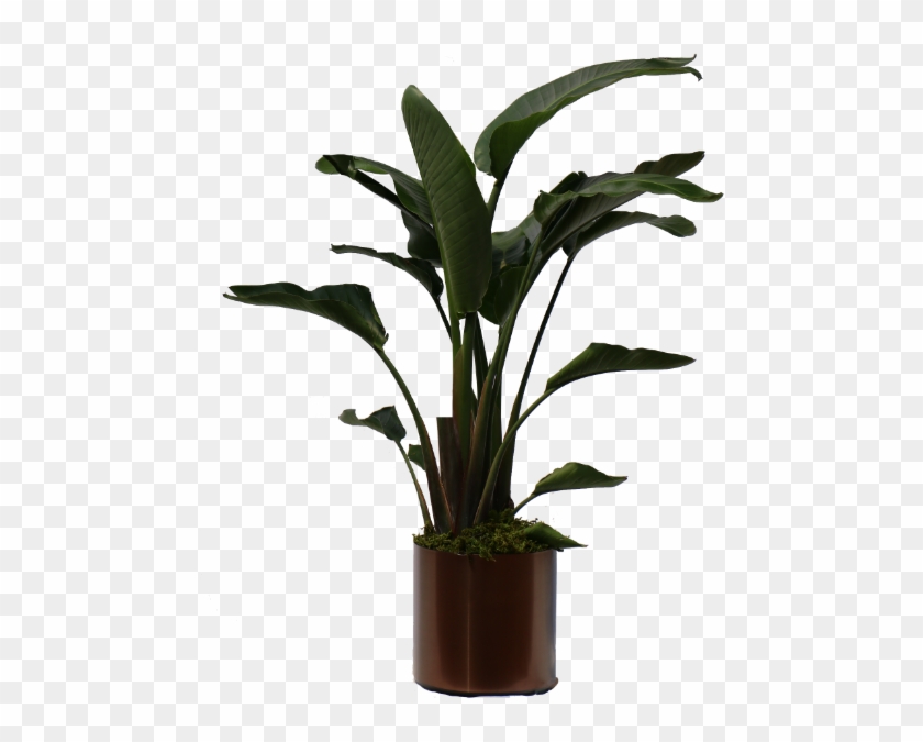 Download Png Plants For Photoshop Nomer 47