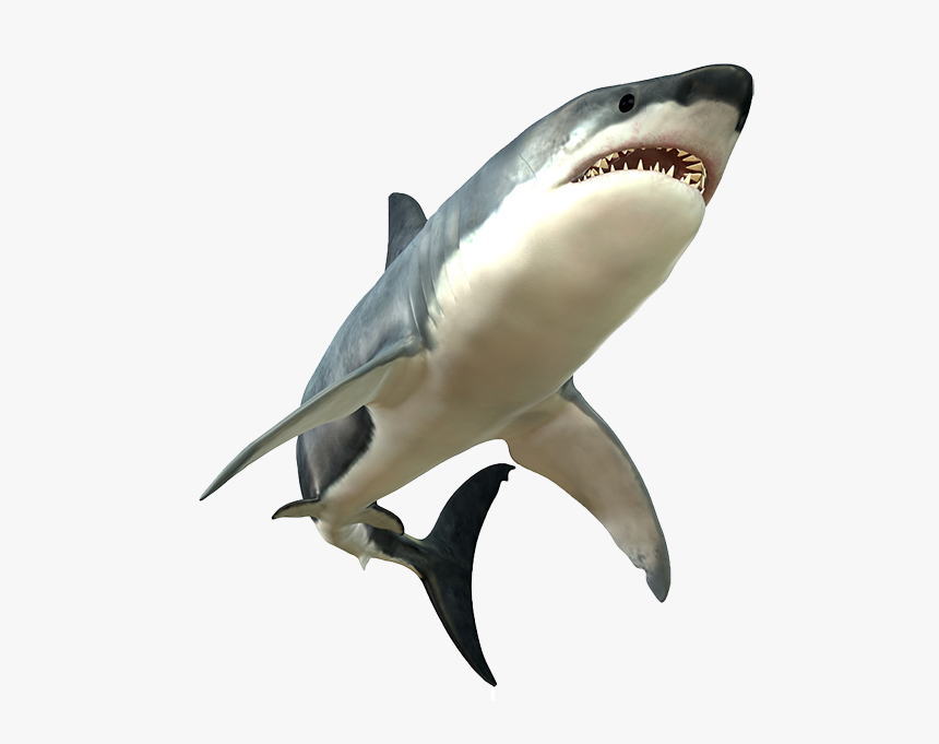 Detail Png Shark Nomer 2