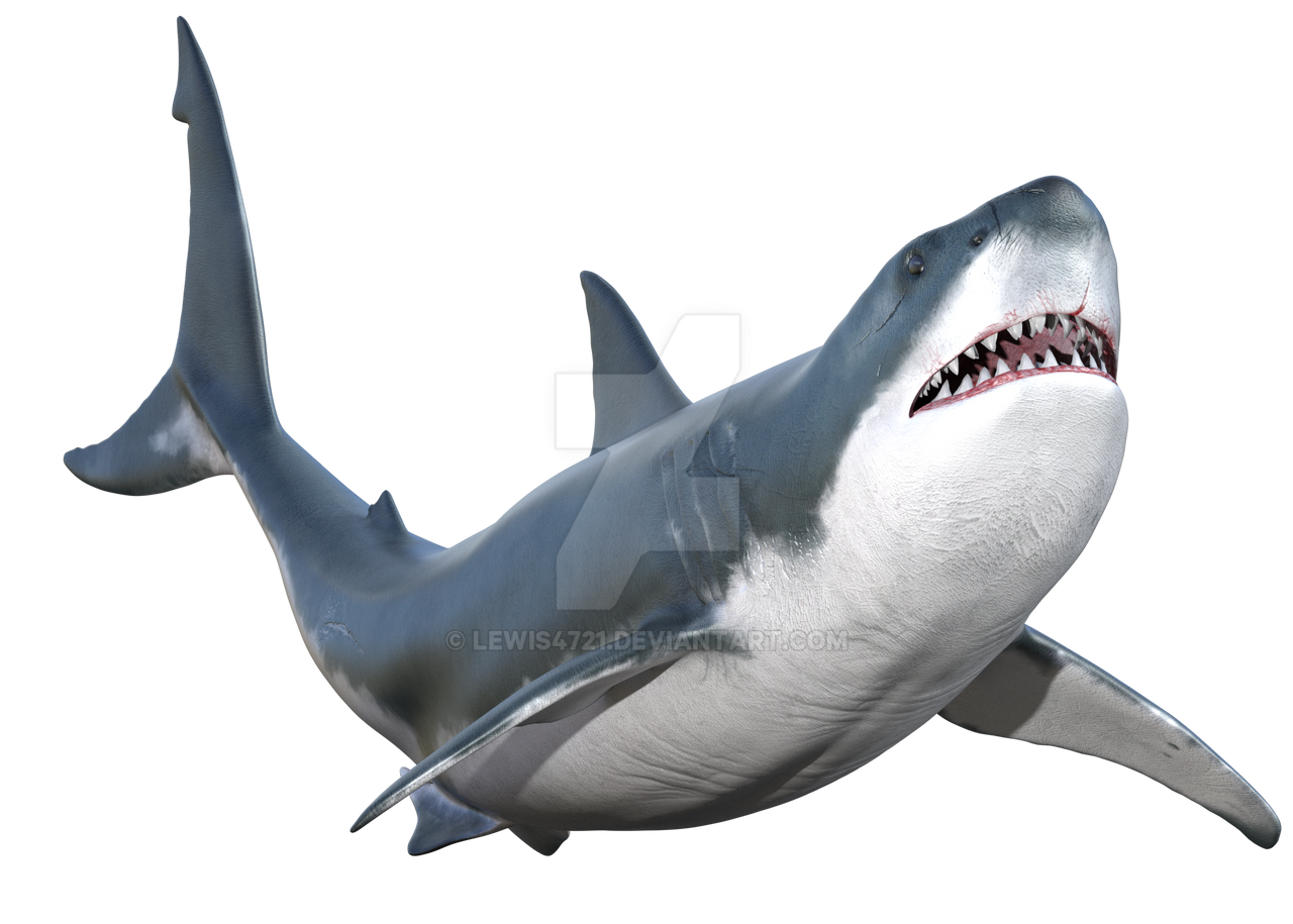 Detail Png Shark Nomer 11