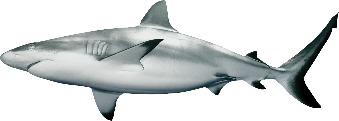 Detail Png Shark Nomer 15