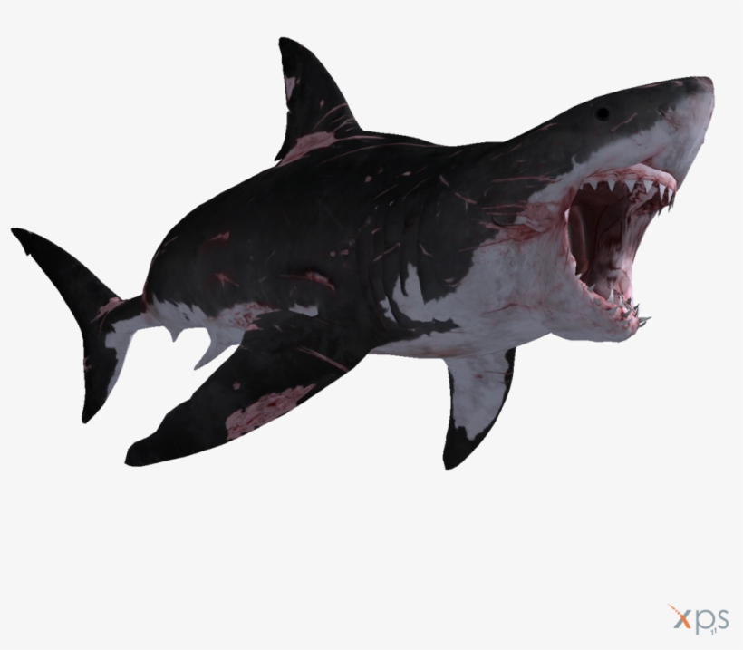 Detail Png Shark Nomer 24