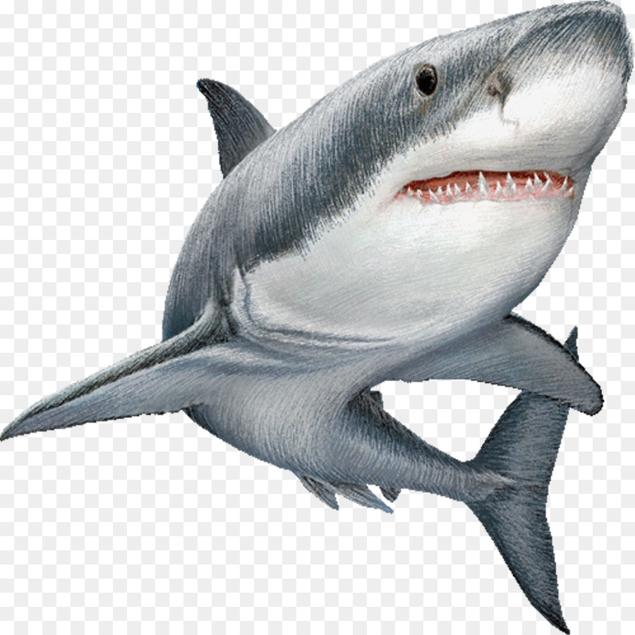 Detail Png Shark Nomer 31