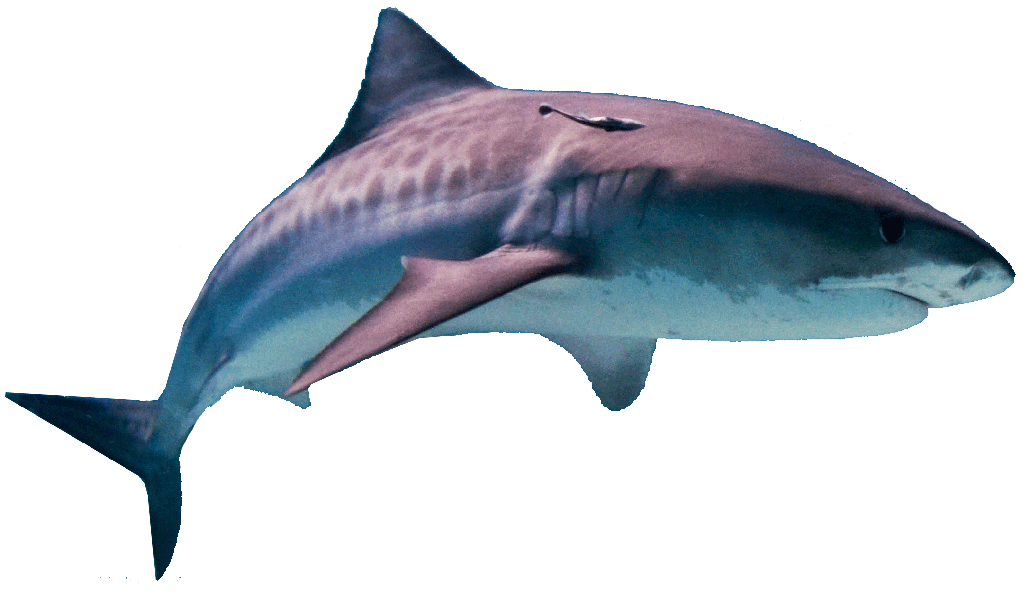 Detail Png Shark Nomer 40