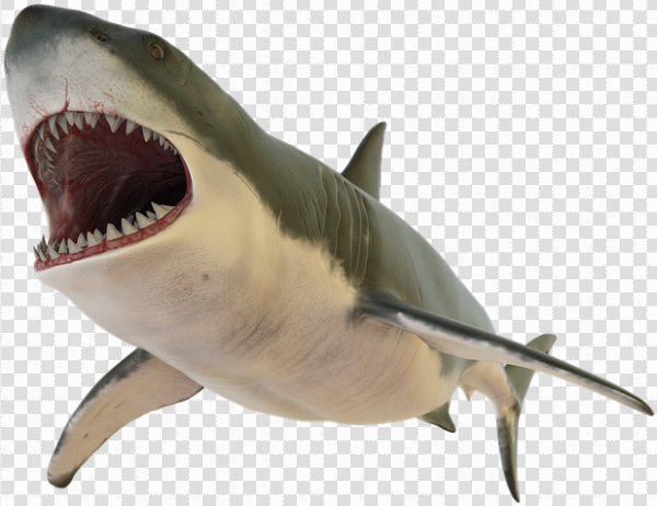 Detail Png Shark Nomer 48