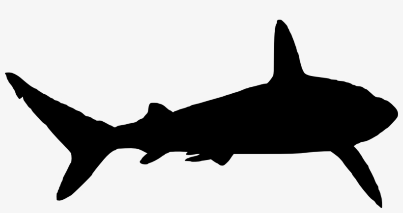 Detail Png Shark Nomer 49