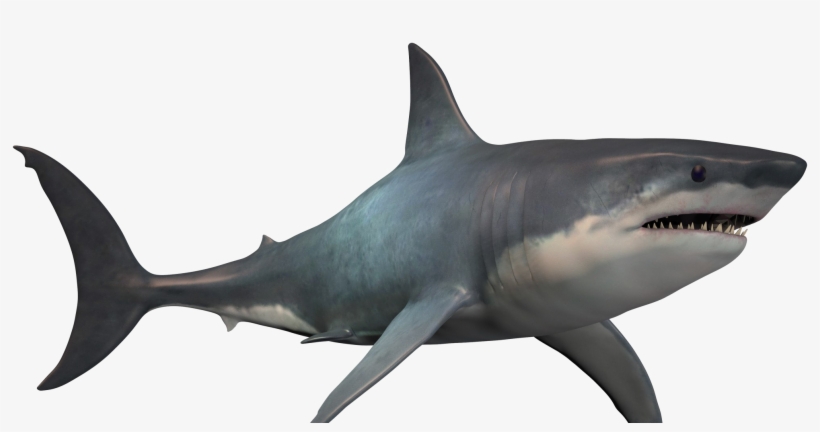 Detail Png Shark Nomer 7