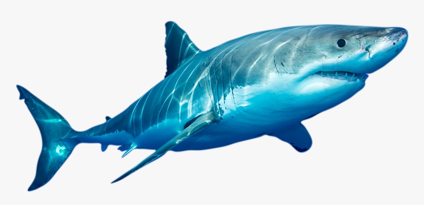 Detail Png Shark Nomer 9