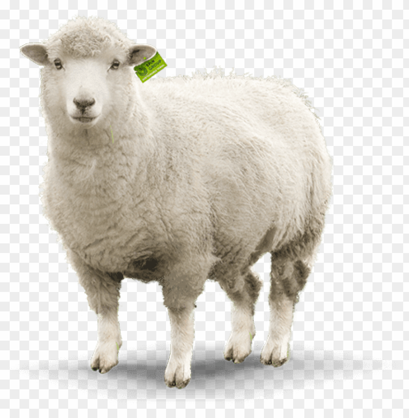 Detail Png Sheep Nomer 2