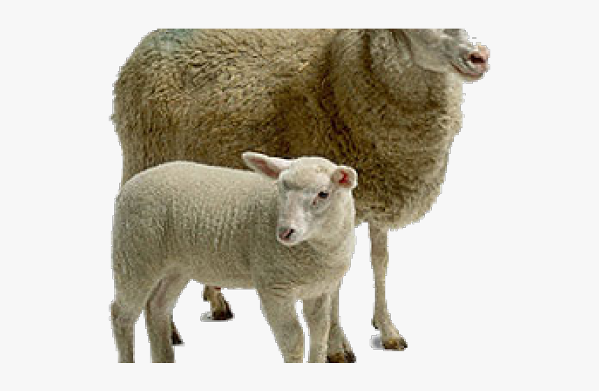 Detail Png Sheep Nomer 12