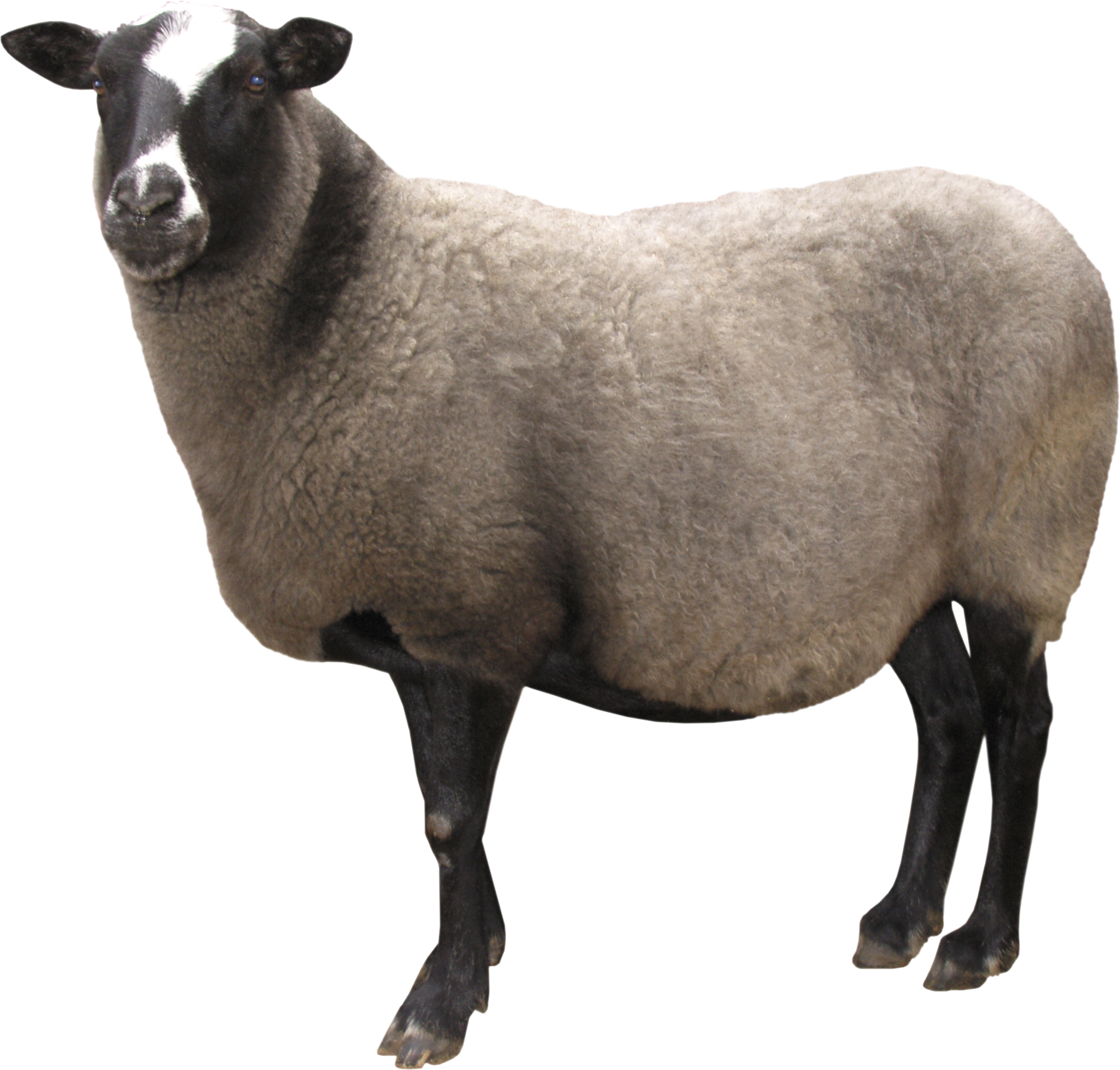 Detail Png Sheep Nomer 15