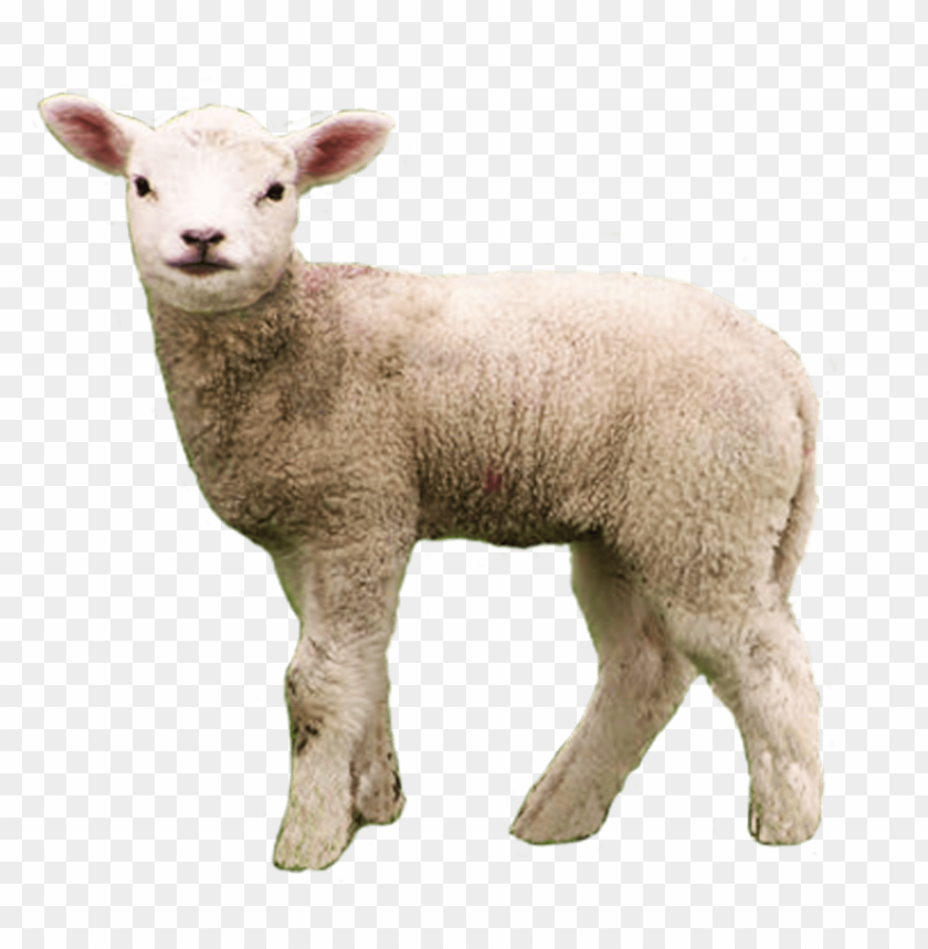 Detail Png Sheep Nomer 19