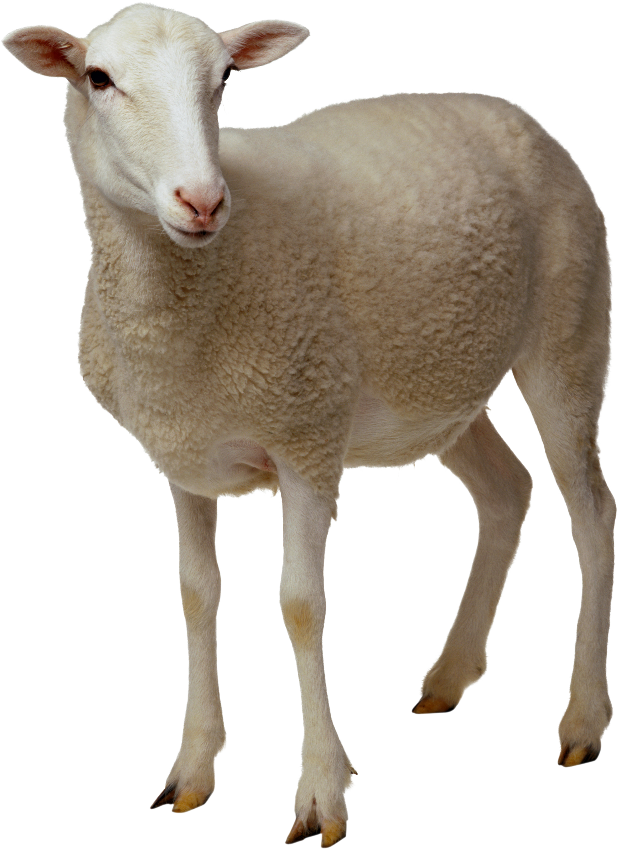 Detail Png Sheep Nomer 3