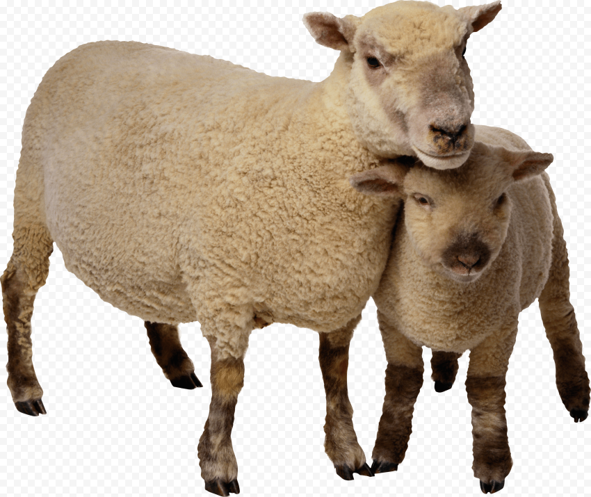 Detail Png Sheep Nomer 26