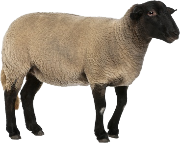 Detail Png Sheep Nomer 28