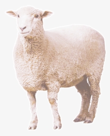 Detail Png Sheep Nomer 39