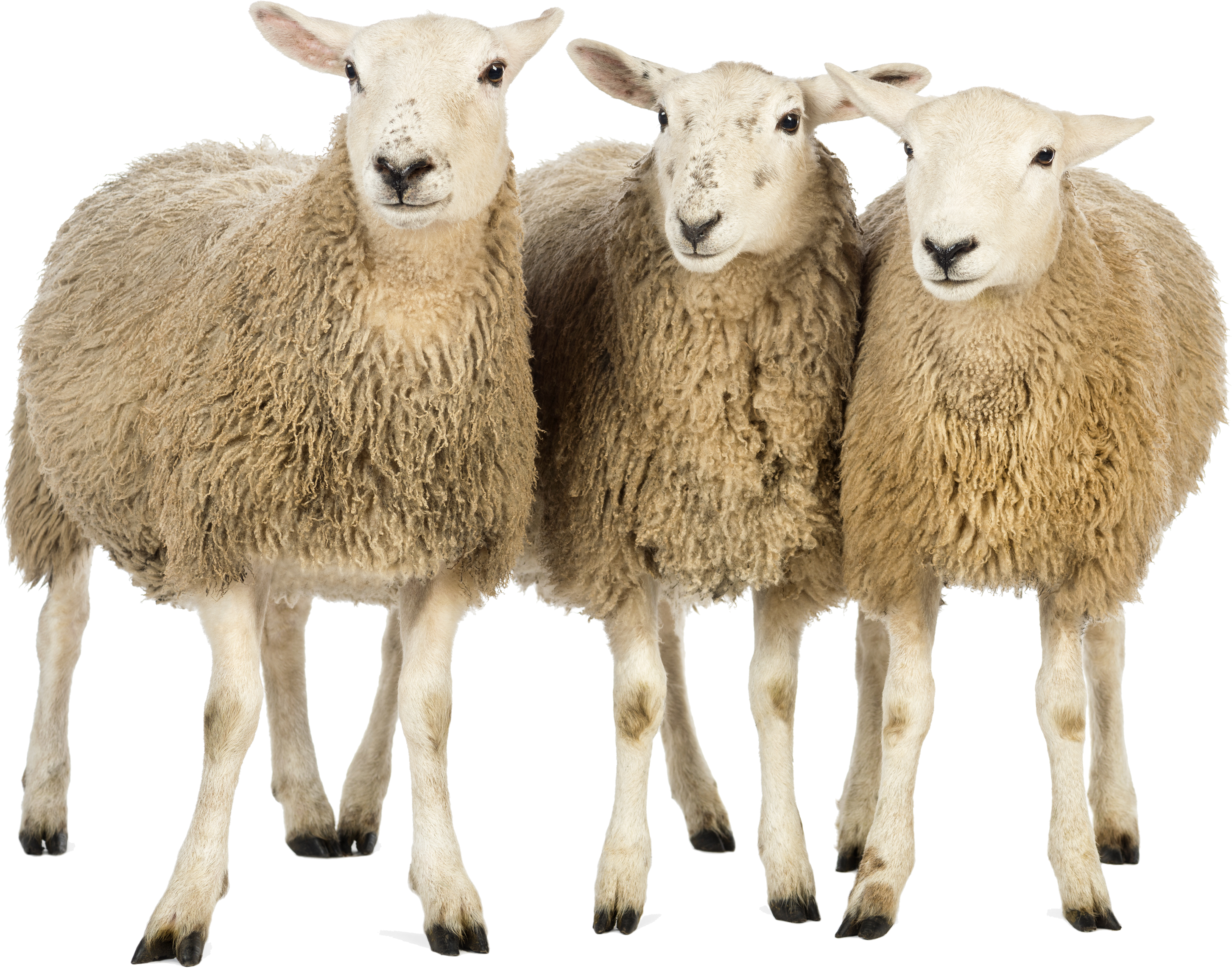 Detail Png Sheep Nomer 6