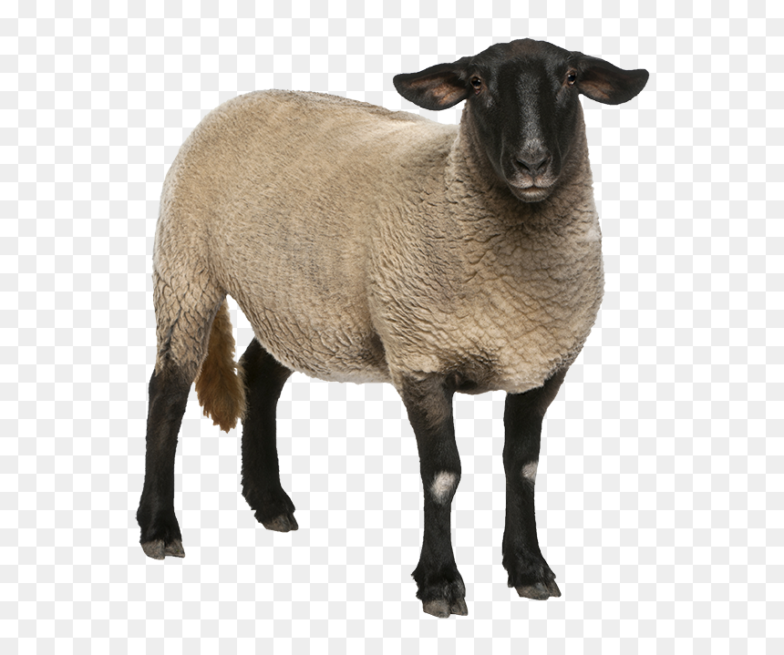 Detail Png Sheep Nomer 45