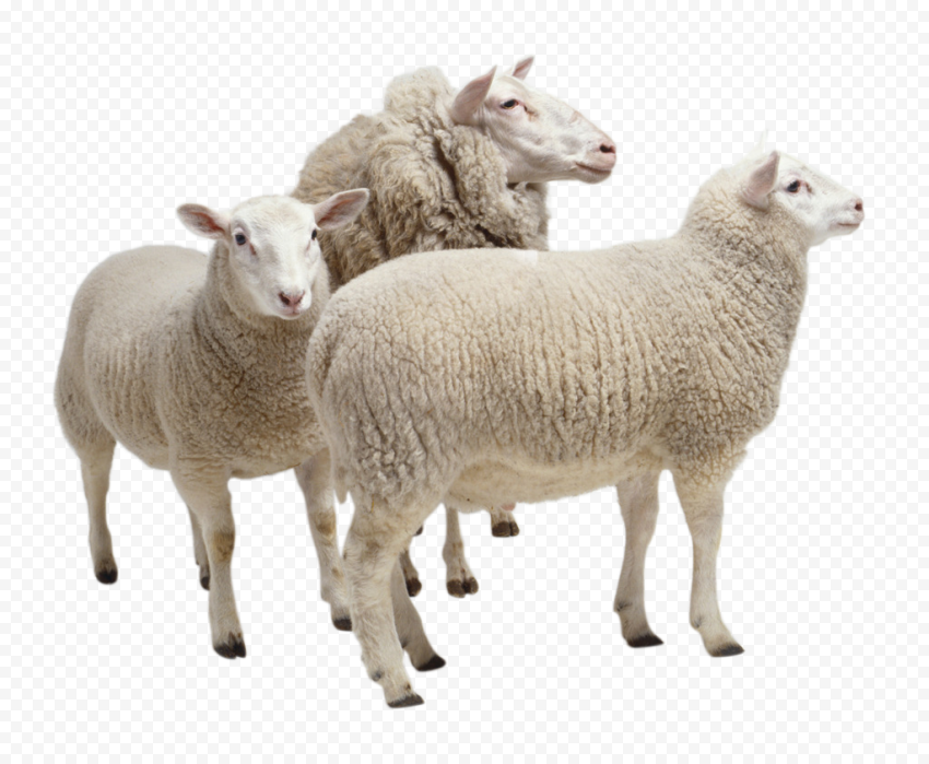 Detail Png Sheep Nomer 7