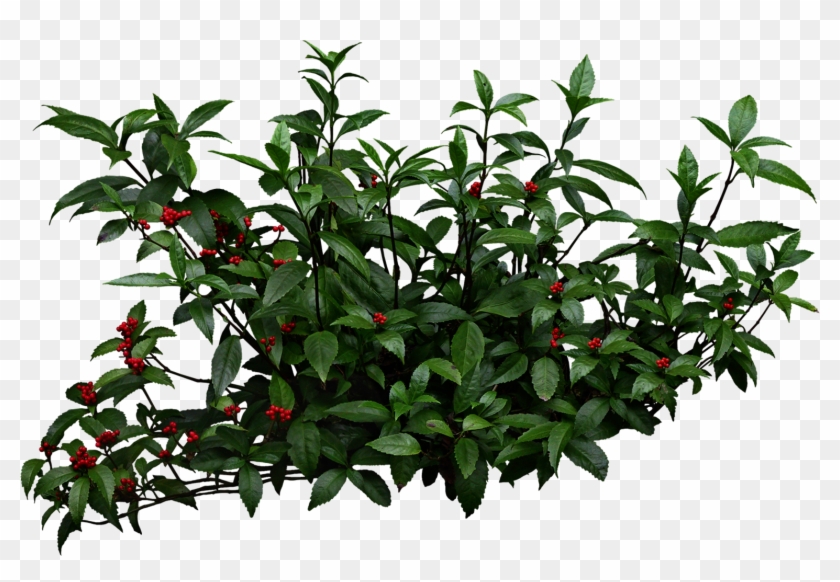 Detail Png Shrubs Nomer 13