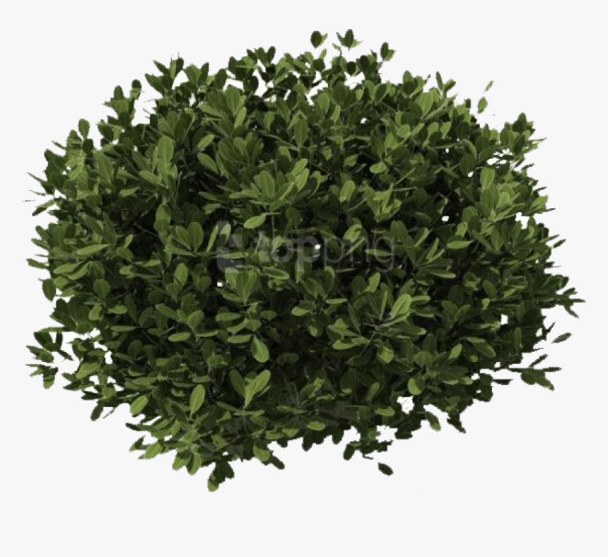 Detail Png Shrubs Nomer 20