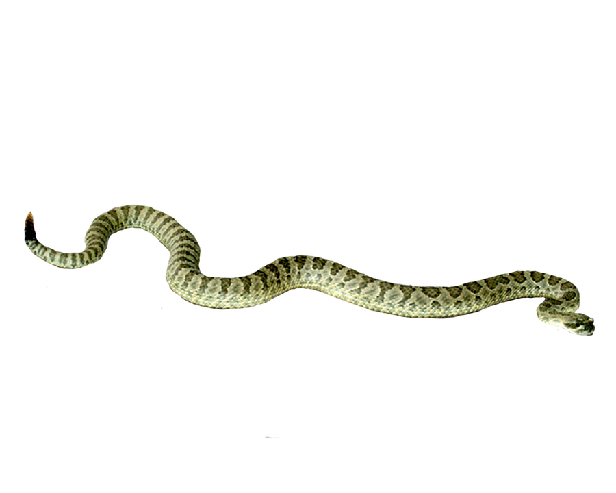 Png Snake - KibrisPDR