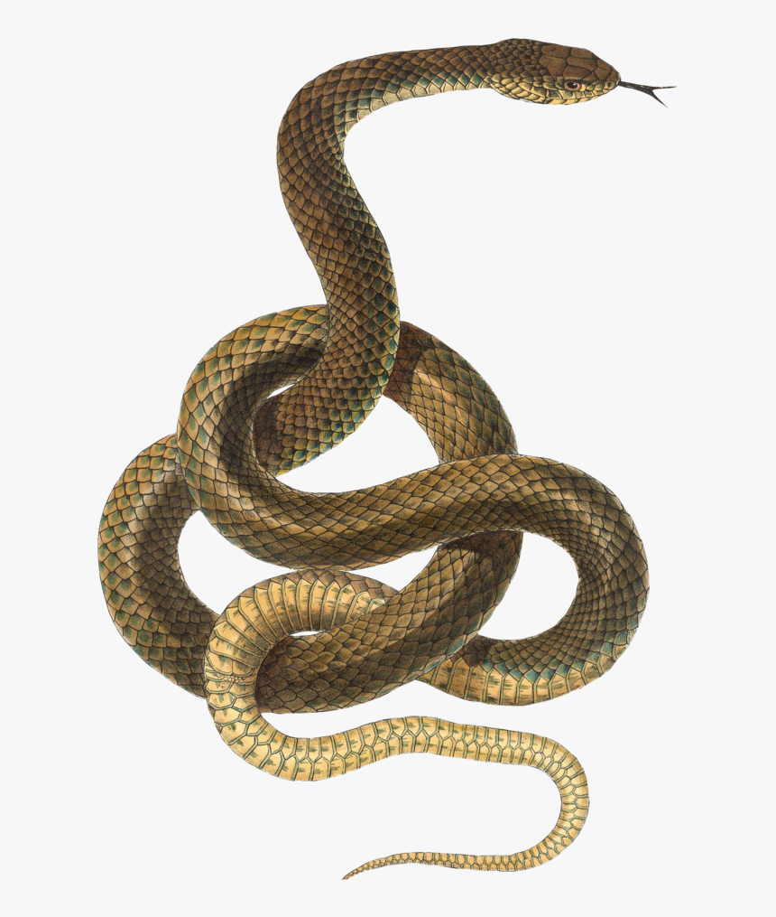 Detail Png Snake Nomer 9