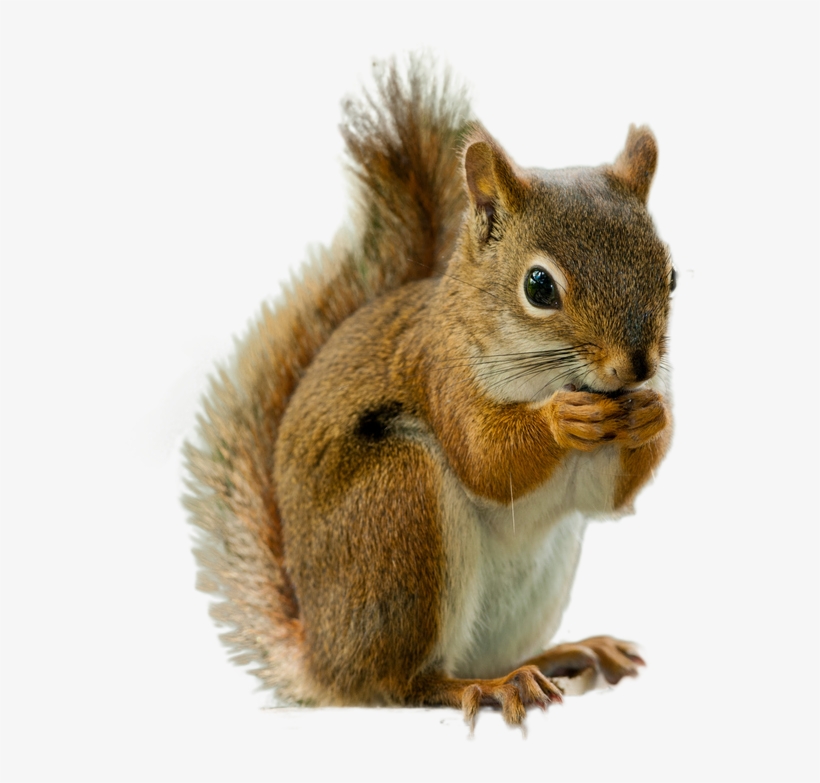 Detail Png Squirrel Nomer 2