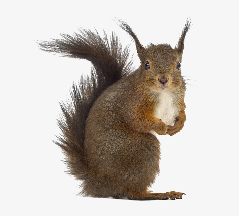 Detail Png Squirrel Nomer 7