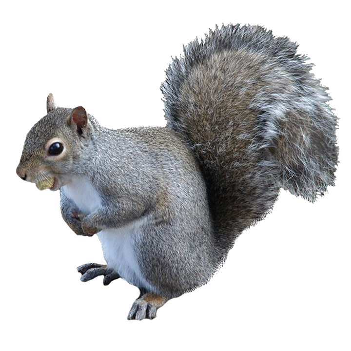 Detail Png Squirrel Nomer 8