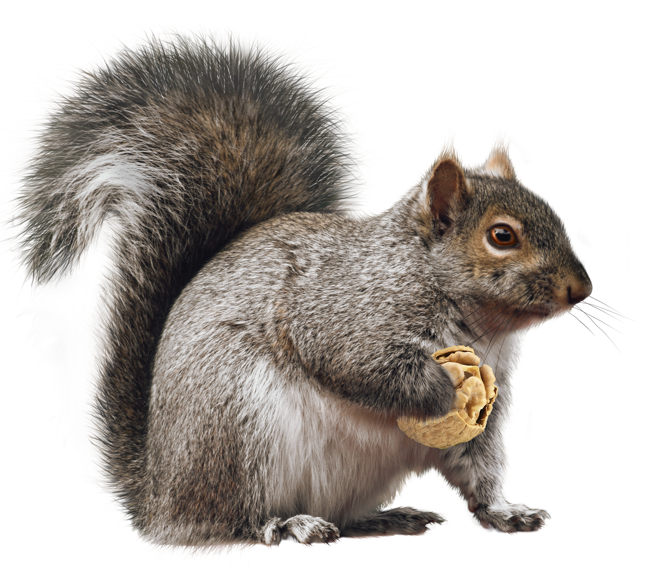 Detail Png Squirrel Nomer 9