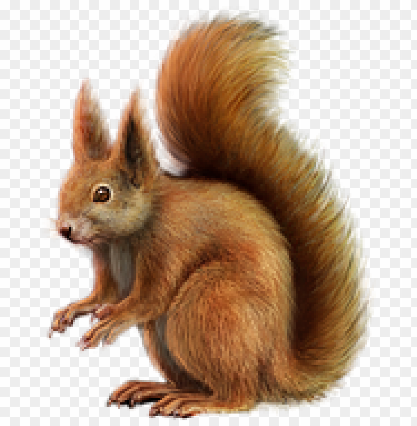 Detail Png Squirrel Nomer 13