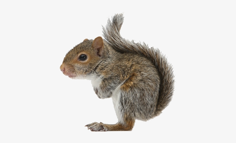 Detail Png Squirrel Nomer 15