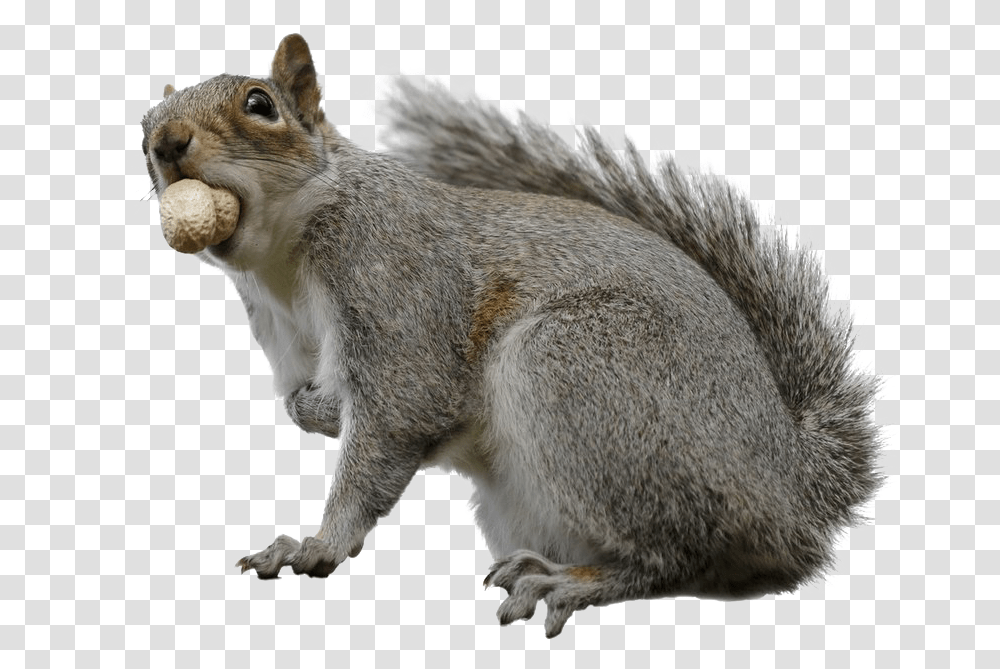 Detail Png Squirrel Nomer 16