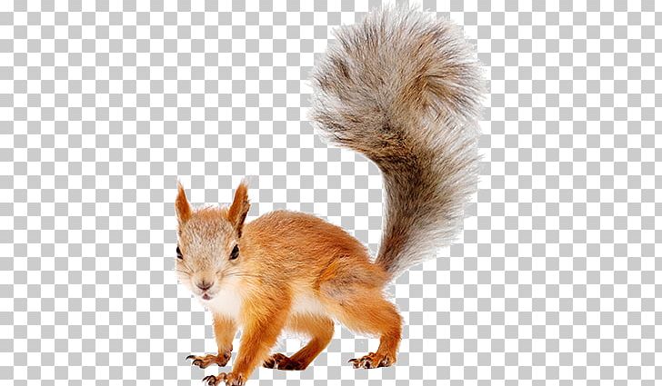 Detail Png Squirrel Nomer 17