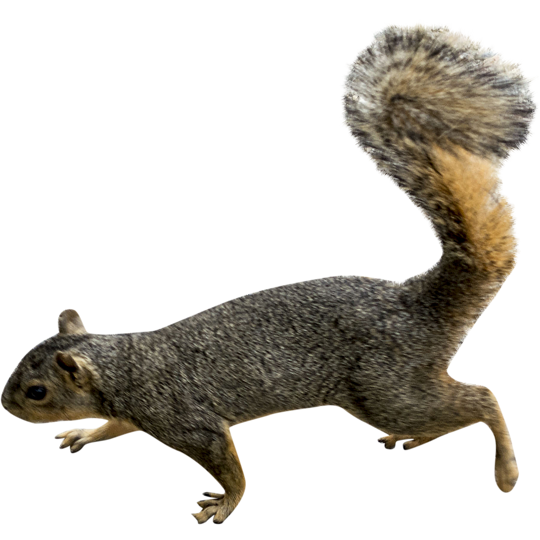 Detail Png Squirrel Nomer 18