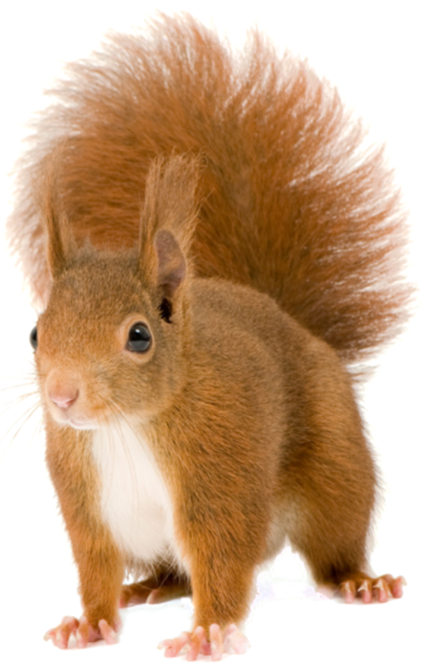 Detail Png Squirrel Nomer 21