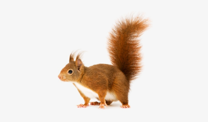 Detail Png Squirrel Nomer 26