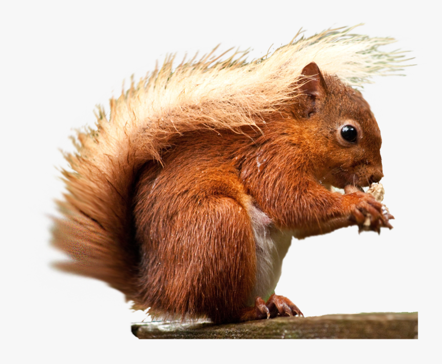 Detail Png Squirrel Nomer 28