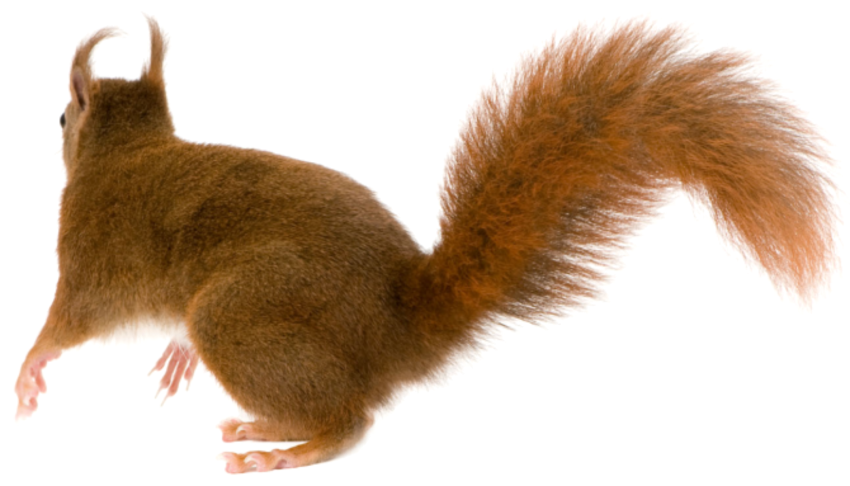 Detail Png Squirrel Nomer 29