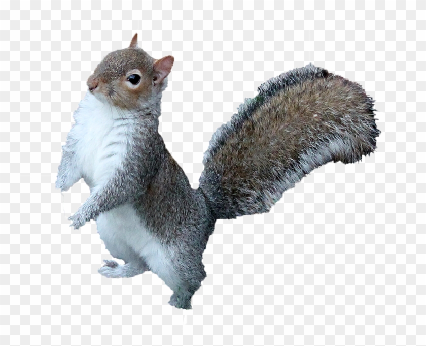 Detail Png Squirrel Nomer 3