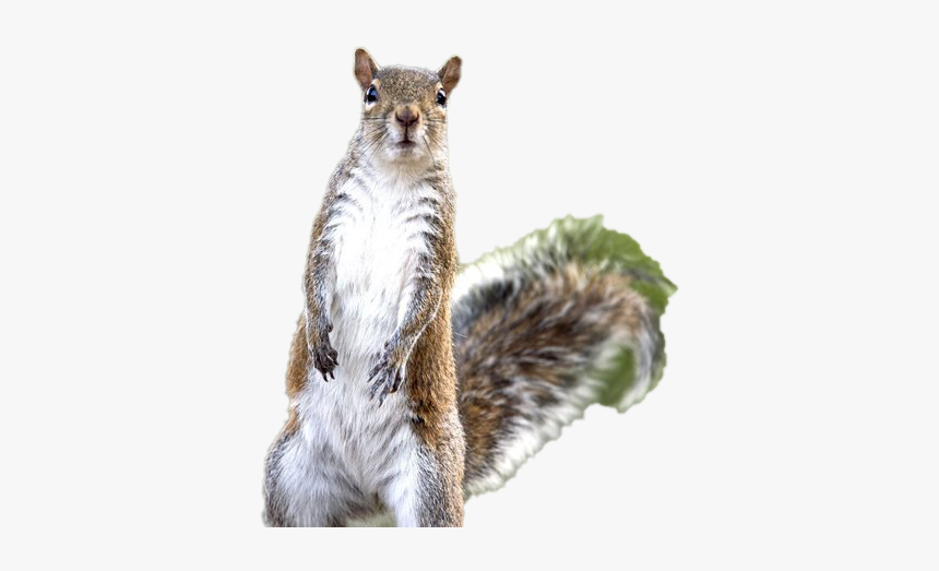 Detail Png Squirrel Nomer 33