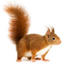 Detail Png Squirrel Nomer 34