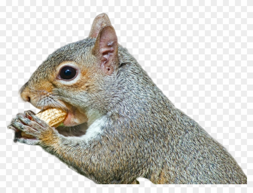 Detail Png Squirrel Nomer 37