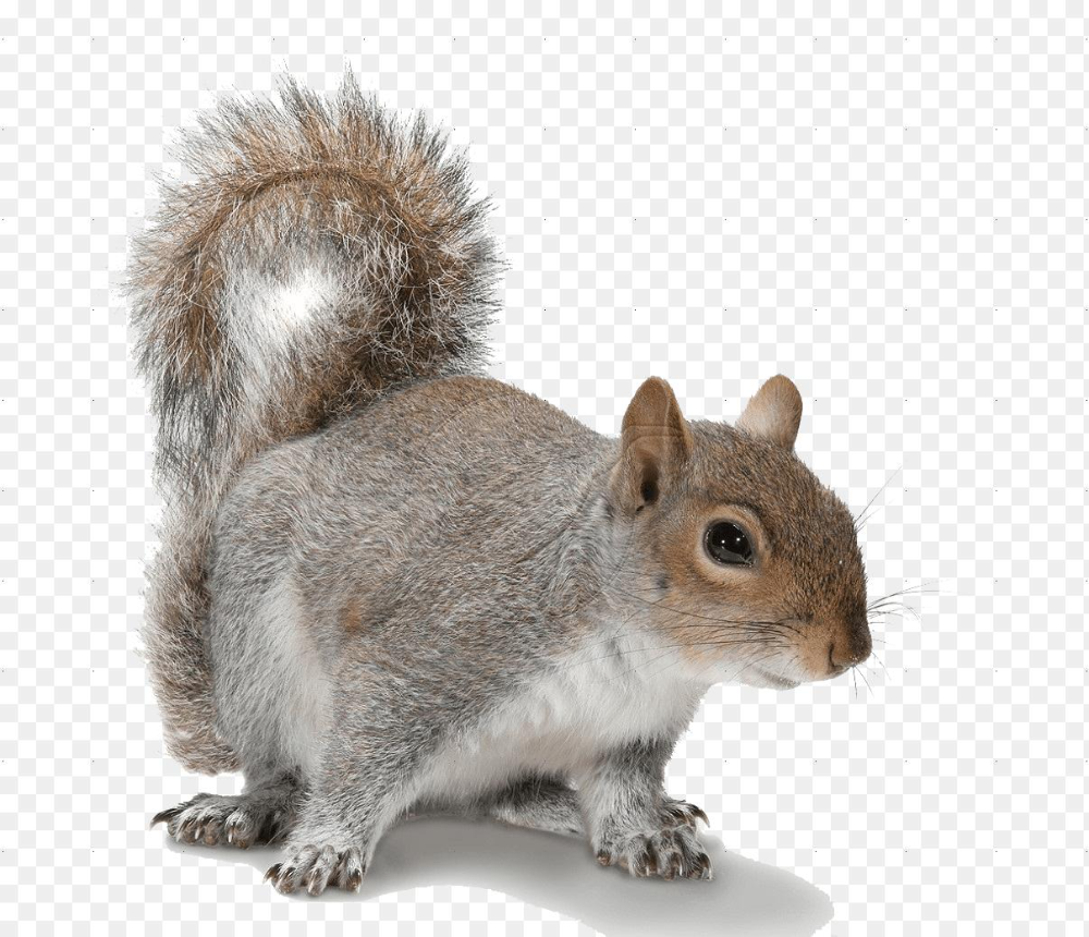 Detail Png Squirrel Nomer 4